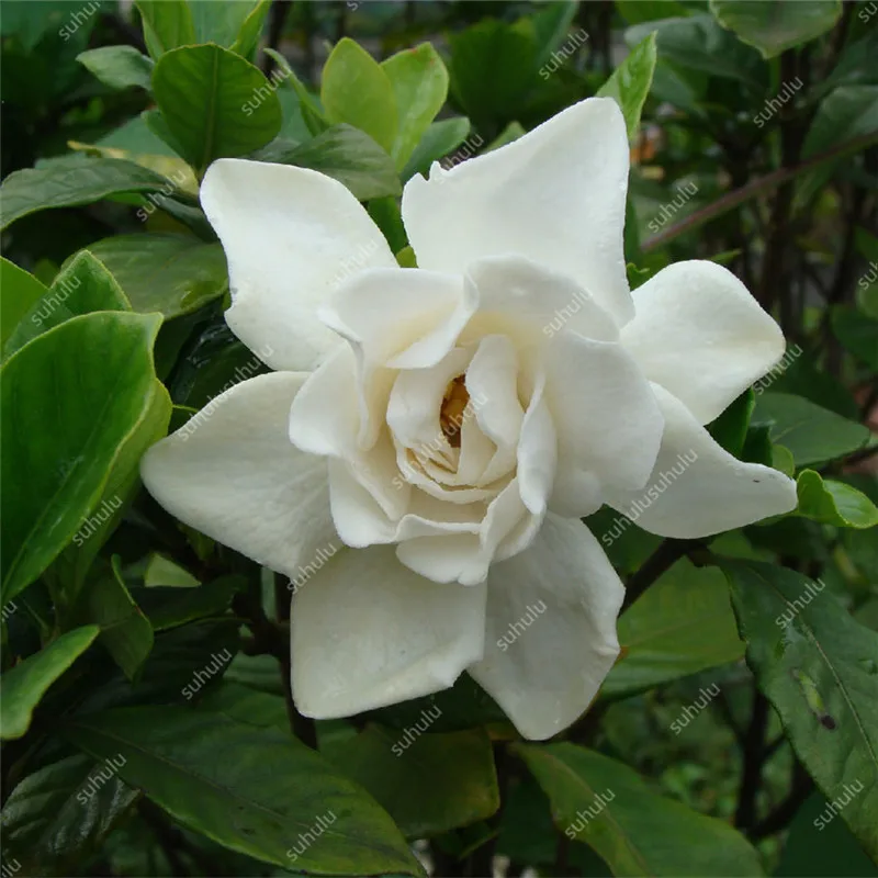 100 шт Искусственный Жасмин | Дом и сад