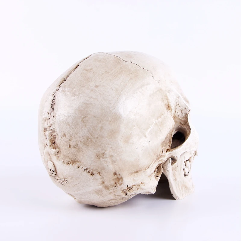 1:1 Skeleton Skull Model Sculpture Ornaments Pattern Resin Crafts Teaching Home Bar Death Symbol Art Decoration | Дом и сад