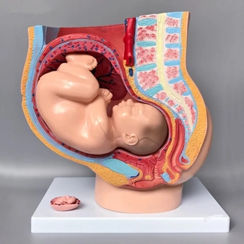 Сагиттальная Анатомия женской модели таза таз с моделью плода 4 части Женская