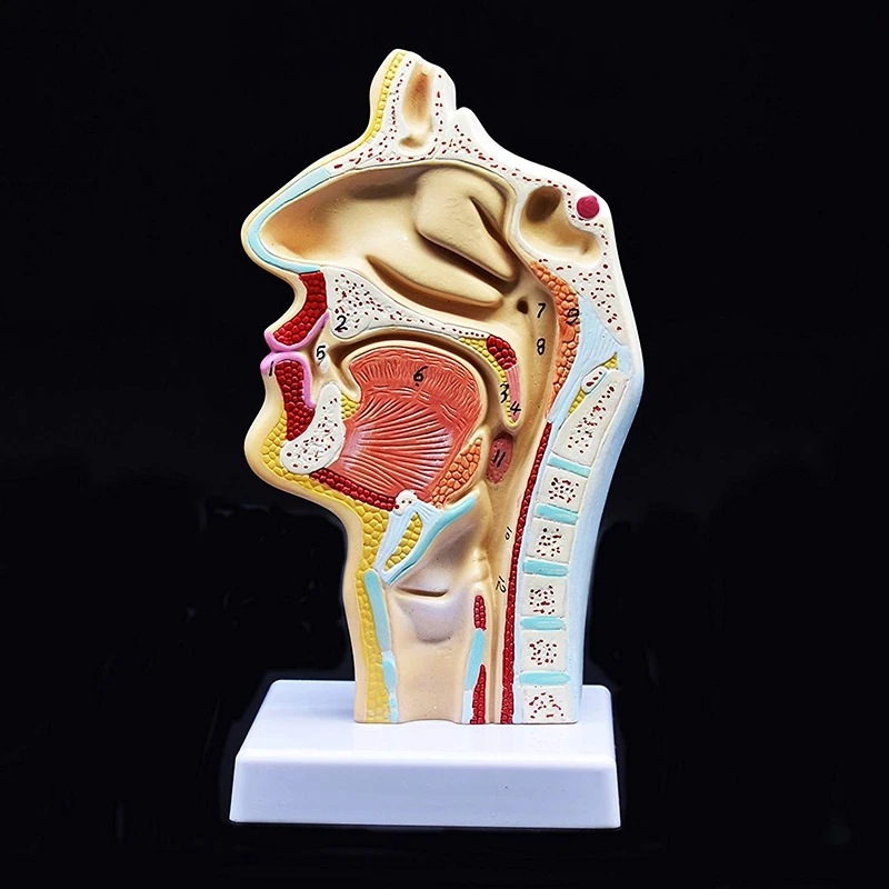 

Human Anatomical Nasal Cavity Throat Anatomy Model For Science Classroom Study Display Teaching Model
