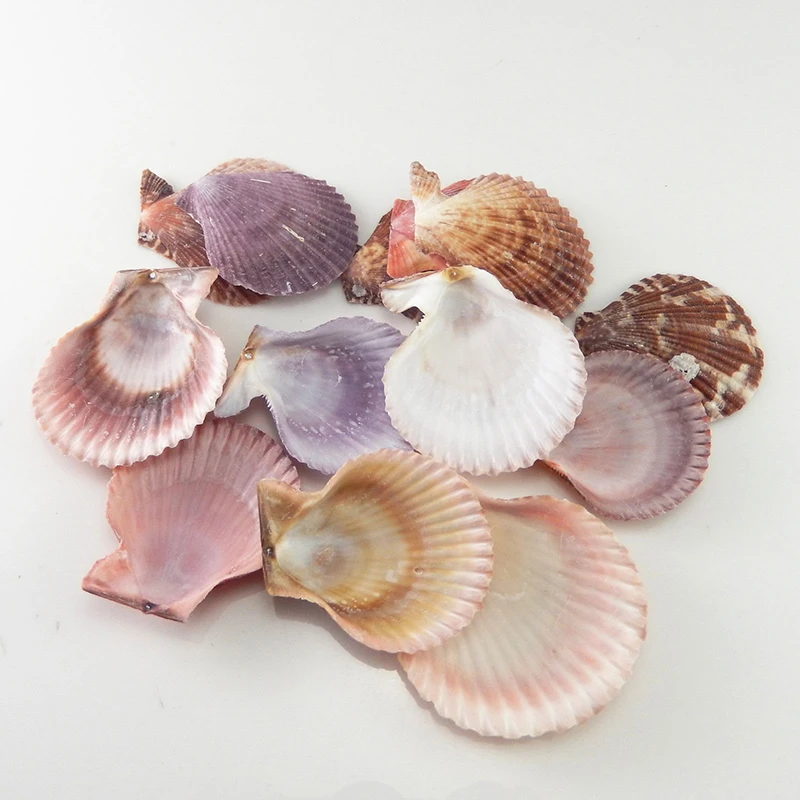 20 шт красочные ракушки украшения натуральный гребешок ремесла Декор DIY орнамент