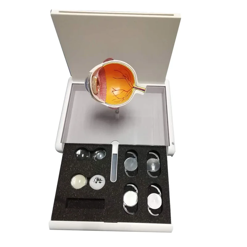 

Medical education human pvc cataract eyeball model medical anatomical model