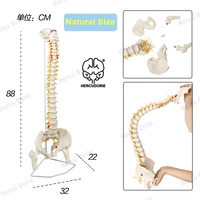 spinal cord modelskeleton model 34 life size spinal column model with vertebrae nerves arteries lumbar column and male p