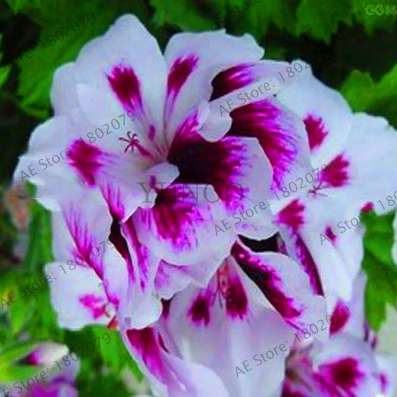 5 Свежий 10 шт./пакет Редкие герани растения Appleblossom Rosebud Pelargonium многолетние цветник выносливое растение бонсай - Цвет: 5
