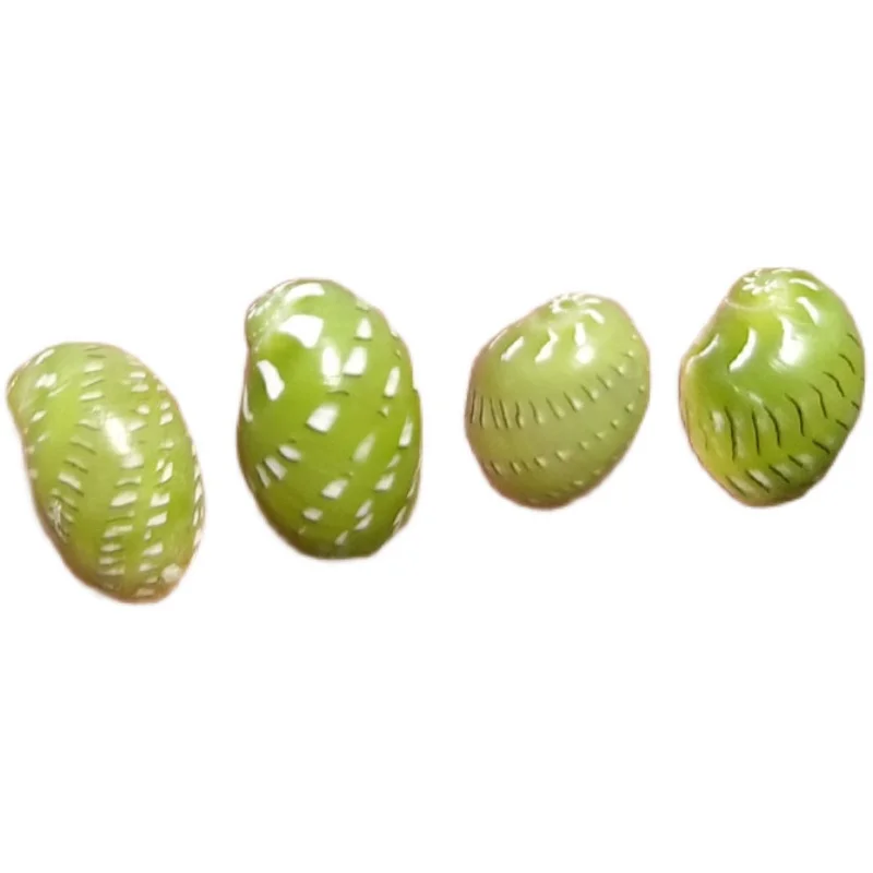 10 шт. в партии маленькие морские ракушки для аквариума украшения натуральные