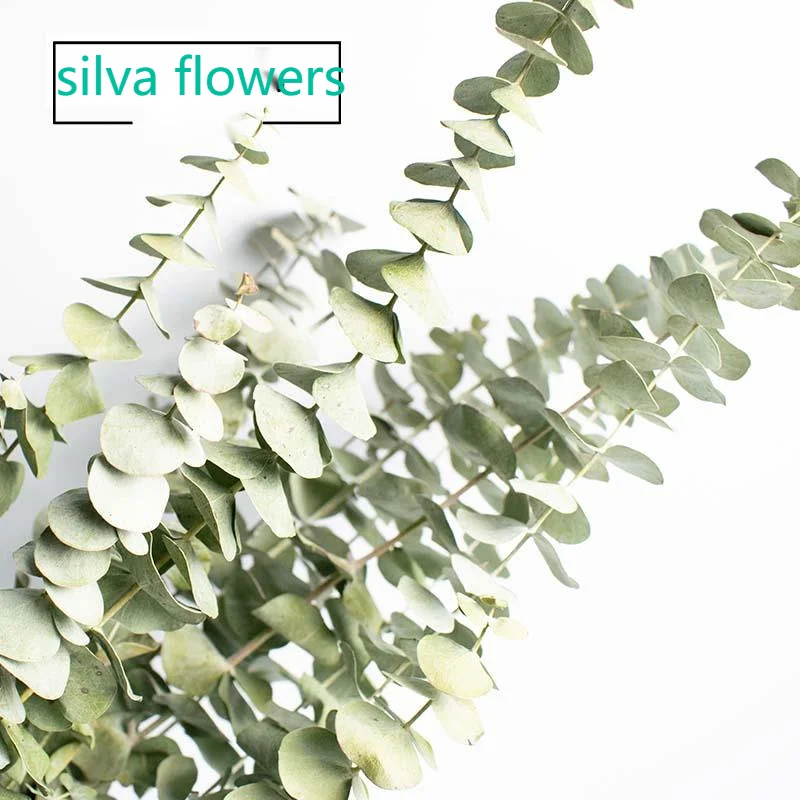 Эвкалиптовые шарики ручной работы сухие цветы листья натуральный сухой цветок