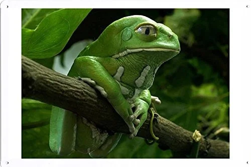 

World Animal Poster - Frog Tin Sign