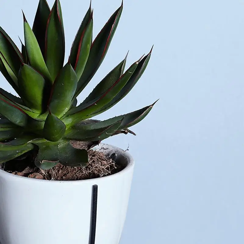 Мясистые растения для цветов горшок железный гидропонного искусства настольный