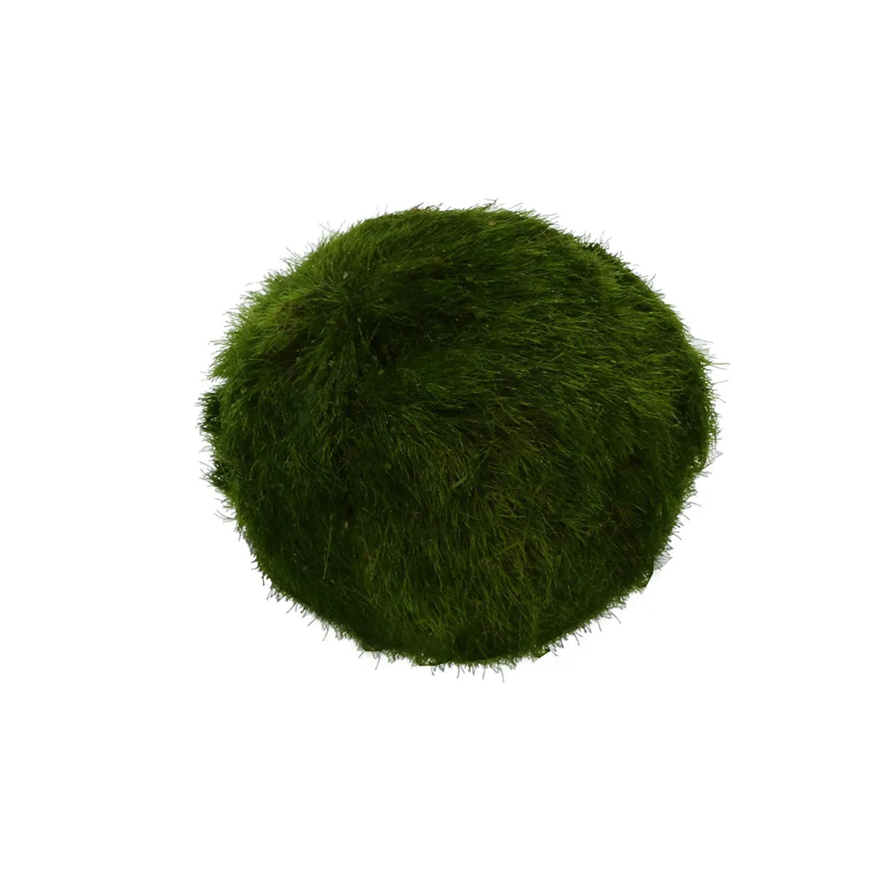 

3-4cm Marimo Moss Ball Live Aquarium Plant Algae Fish Shrimp Tank Ornament Genuine Tank Fish Decoration Landscaping Quality Ball