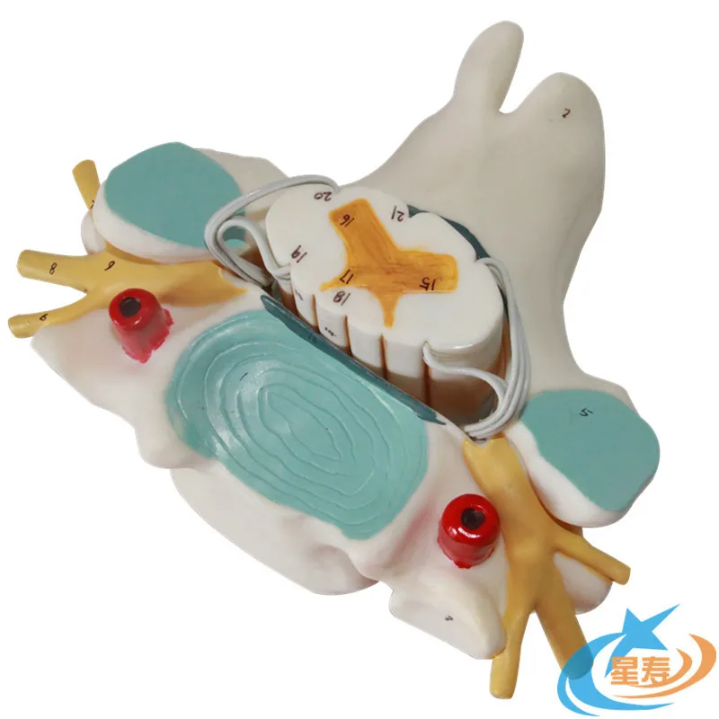 Анатомия человека из пвх увеличивает шейный позвоночник и спинномозговой нерв