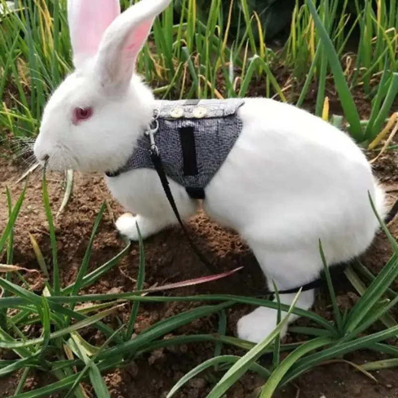 

Multipurpose Rabbit Harness Small Pet Leash Chinchilla Guinea Pigs Vest Clothes