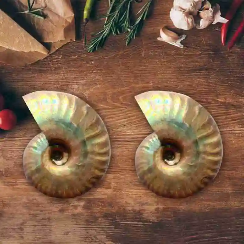 1pc Natural Ccolor Light Conch Fossil Home Decoration Aquarium Landscaping Ornament Shells 3 Sizes Lucky Snail Shell Decorations | Дом и сад