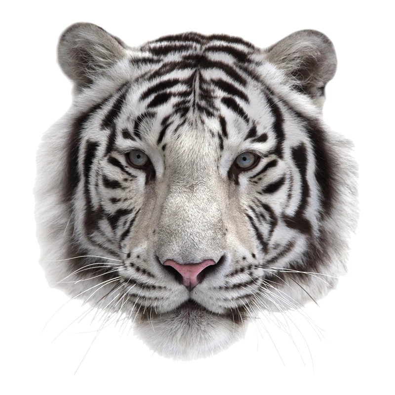 Нашивки на одежду Белый Тигр сделай сам аппликации железный нашивки футболки