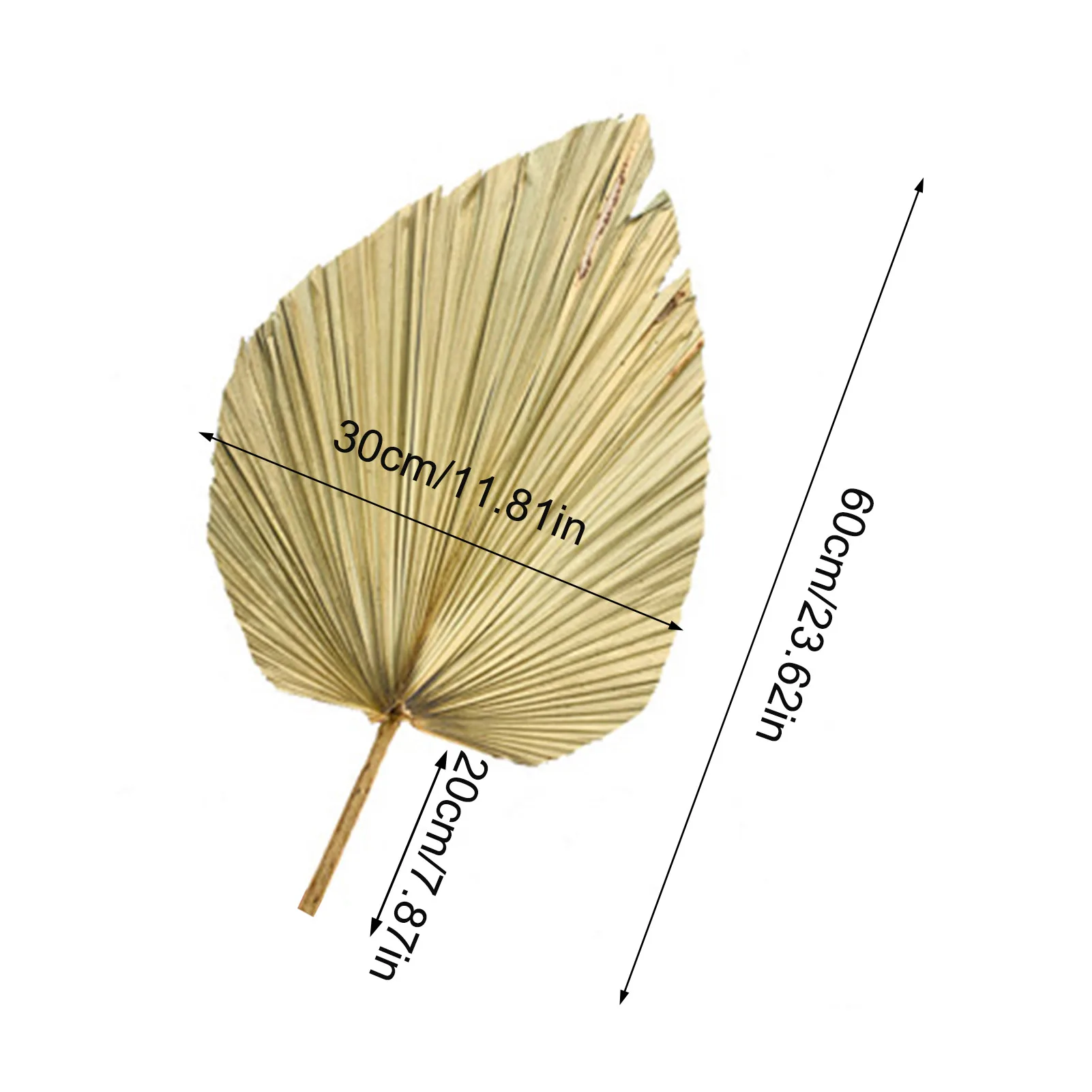 

Natural Dried Cattail Leaf Fan Palm Leaf Fan Window Display Art Wall Hanging Decor Wedding Arch Arrangement Palm Spear Fan