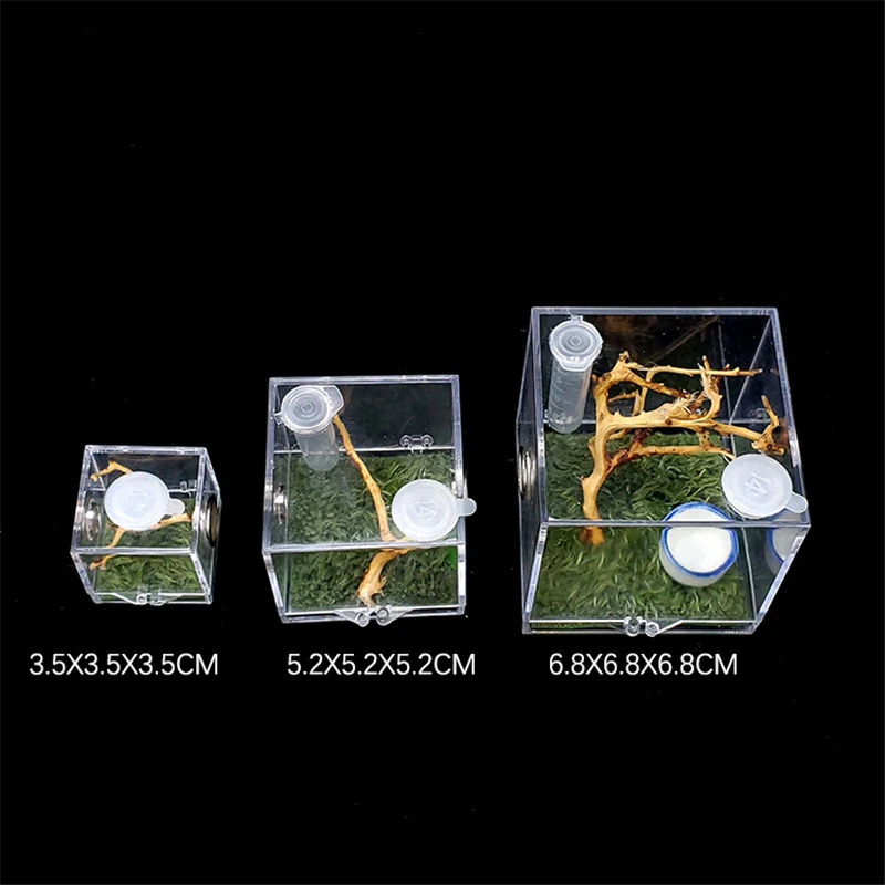 Черная Вдова паук маленькое насекомое дышащий Террариум прозрачная коробка для