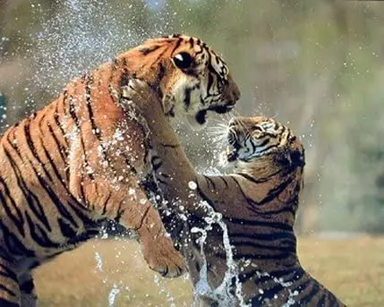 

Tigers Fighting in the River Wildlife Animal Wall Decor Art Print Poster