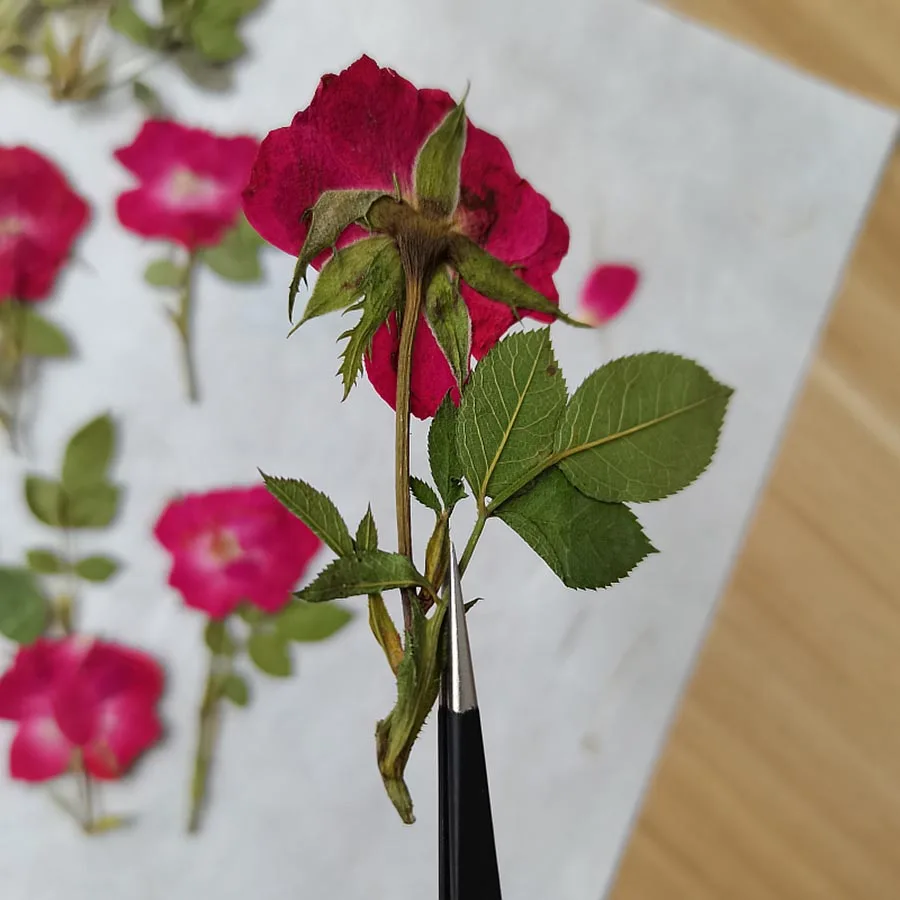 30 шт. сушеные прессованные украшенное красными розами + листья гербарий из