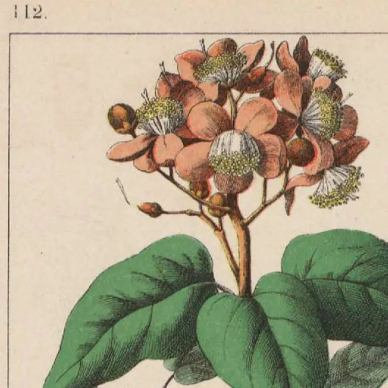 Botanical коллекция винтажные плакаты и принты травы 1898s русский язык стены искусства картины холст живопись Домашний Декор стены