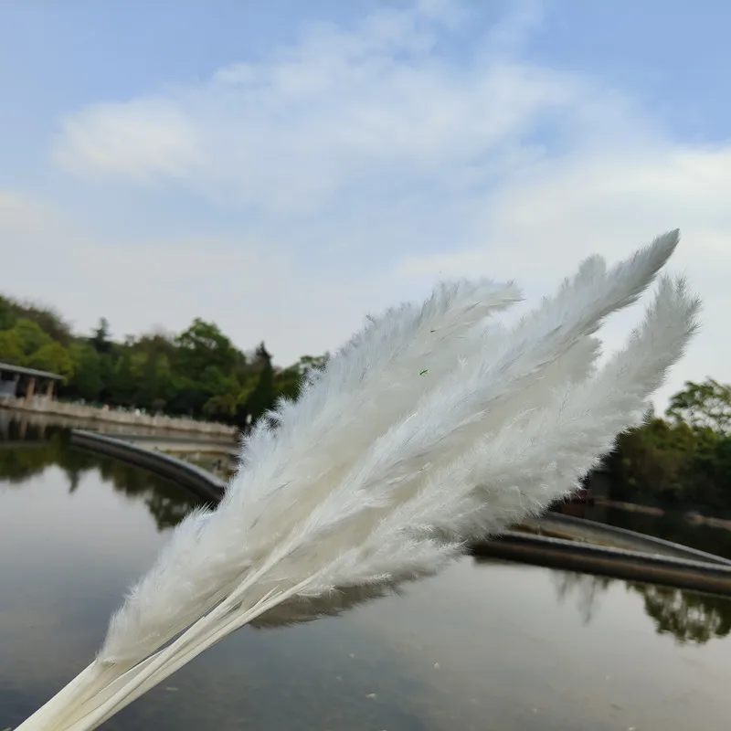 

pressed Flowers Natural Dried Small Pampas Grass Phragmites Real Plants Reed Grass Dry Flower Bunch Wedding Home Decoration