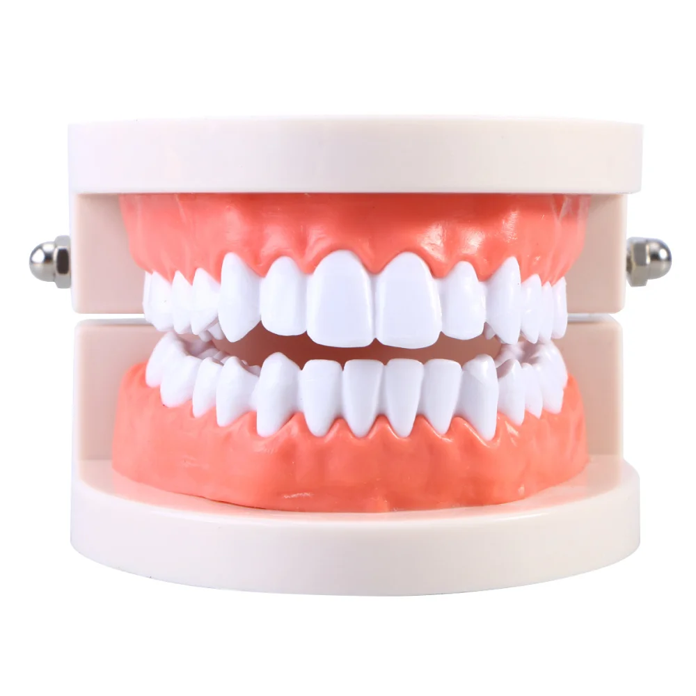 

Teeth Model Standard Teaching Study Typodont Demonstration Tool