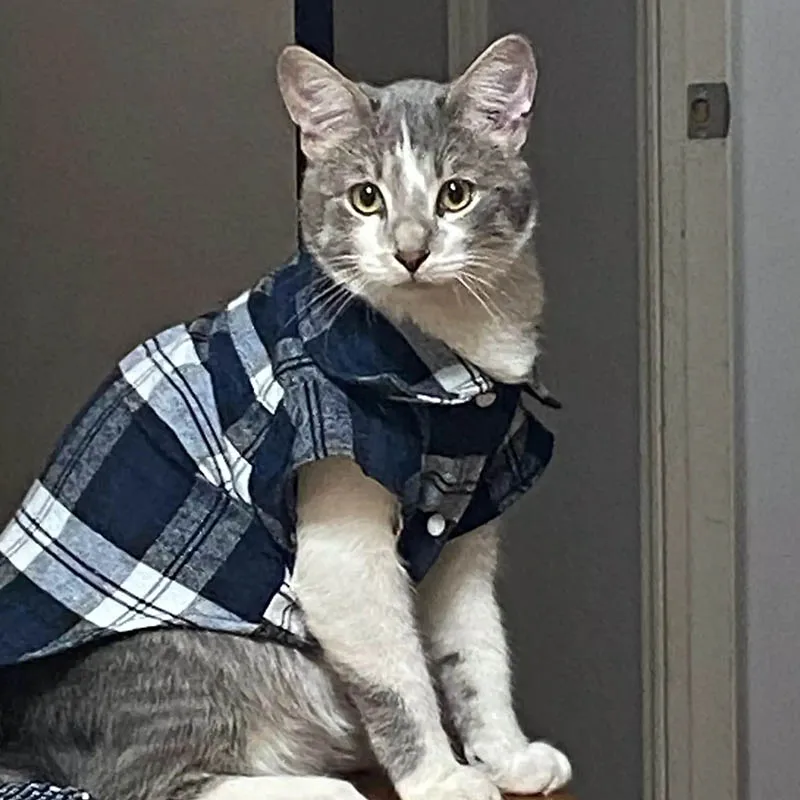 Клетчатая Одежда для кошек осенне-зимняя одежда маленьких собак хлопковые