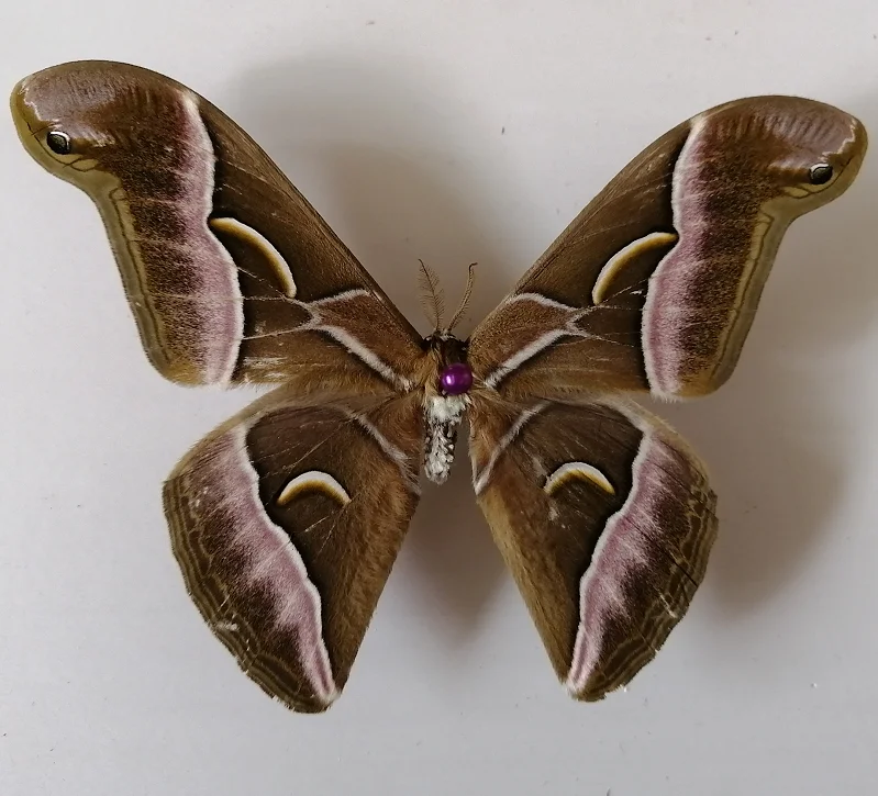 Ailtby davidii, Samia wangI (Naumann y peigler), esp&eacute;cimen de mariposa, esp&eacute;cimen de insectos de polilla-0