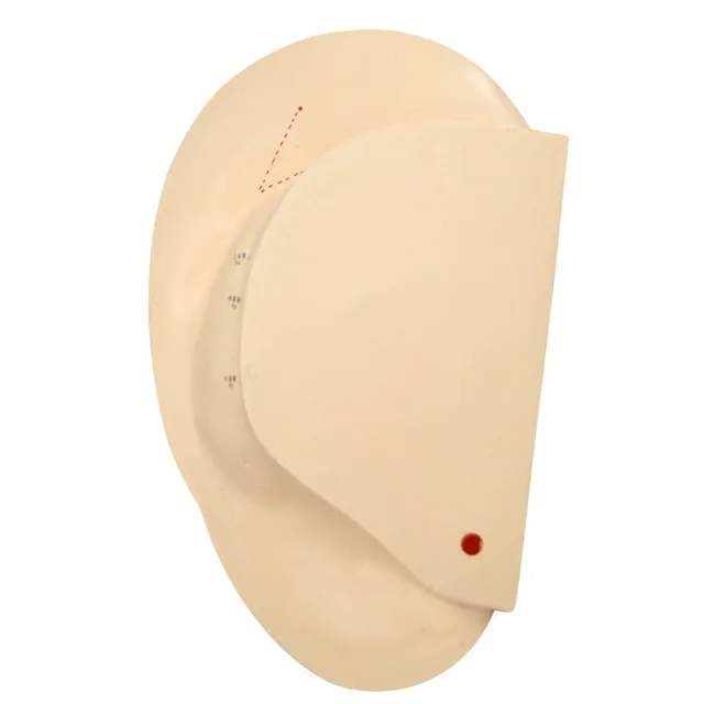 Модель ушной акупунктуры 40 см модель для рефлексотерапии с руководством на