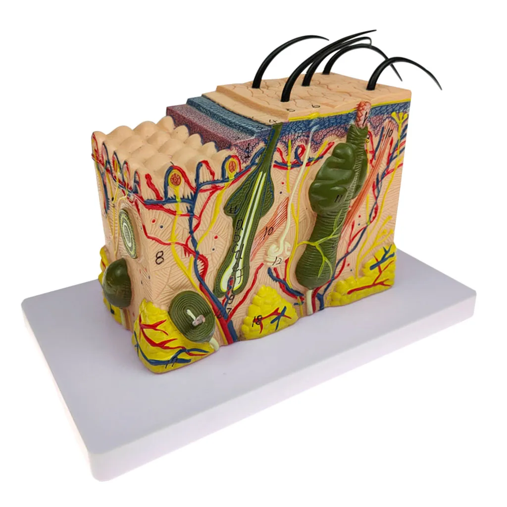 

1pc Skin Structure Model 35X Anatomical Display Teaching Aids Supplies