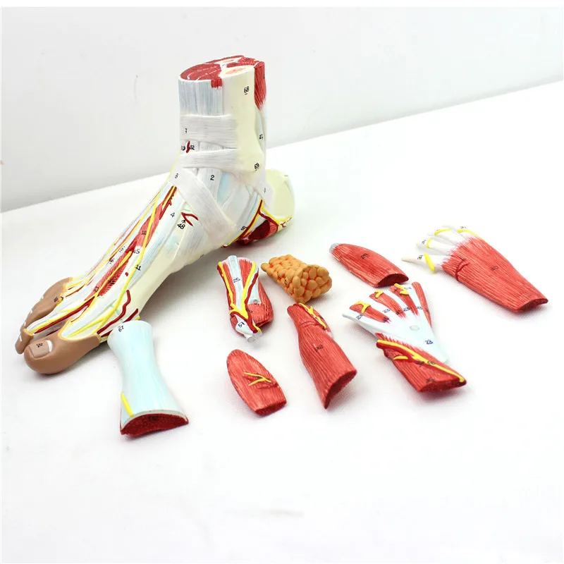 

9 parts 1:1 Life Size Human Foot Joint Muscle Ligament Plantar Anatomical Model Surgery Foot Muscle Neurovascular Model