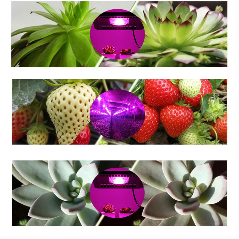 

AC220V 110V COB LED Chip Phyto Lamp Full Spectrum 50W 30W 20W LED Diode Grow Lights fitolampy For Seedlings Indoor