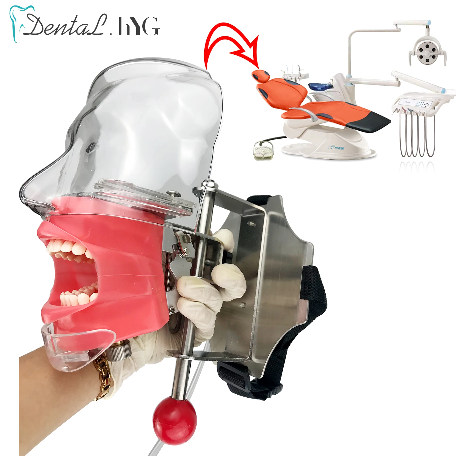 Cabeza de maniquí para dentistas, simulador Dental para enseñanza de dentistas, modelo de cabeza Simple, entrenamiento fantasma, 28 Uds.