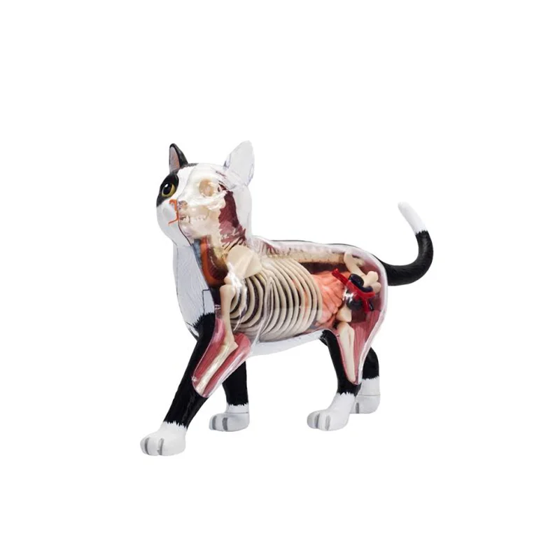 

4D MASTER Puzzle Cat Toys Animal Anatomical Models Detachable DIY Children Gifts Feline Model Educational Tool veterinary 26005