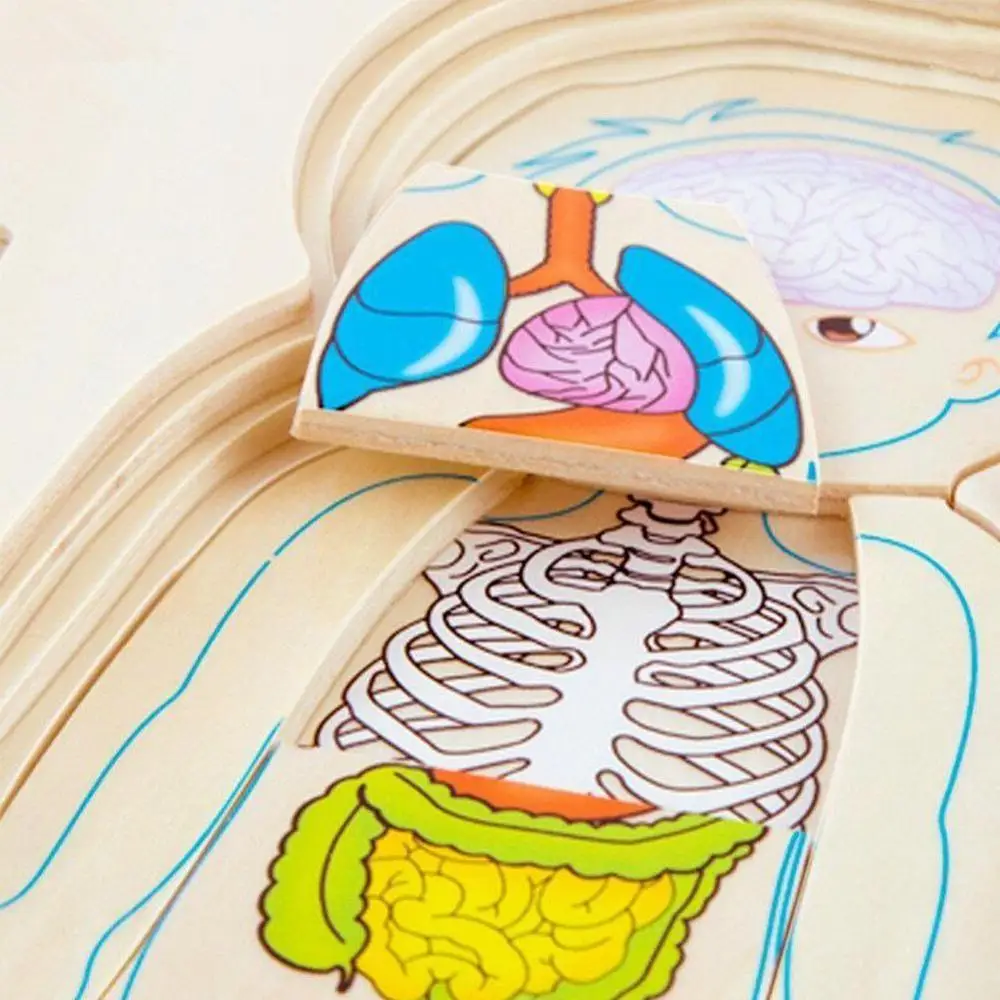 Детская структура человеческого тела многослойная кирпичная раннее развитие