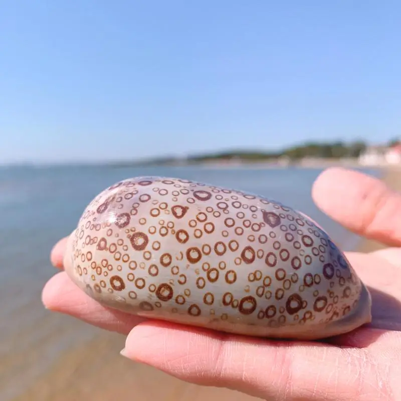

Natural conch shell fish tank aquarium landscaping specimens home decorations ornaments gift collection cowrie shell
