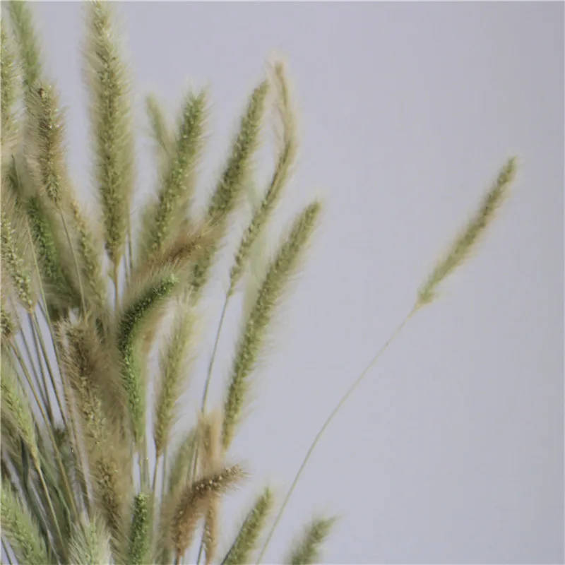 100 шт. Бесплатная доставка букет из высушенной собачьей травы необработанных