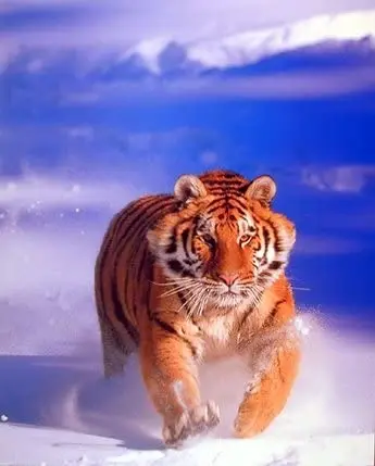 

Wild Animal Wall Decor Siberian Tiger Running in Snow Art Print Poster