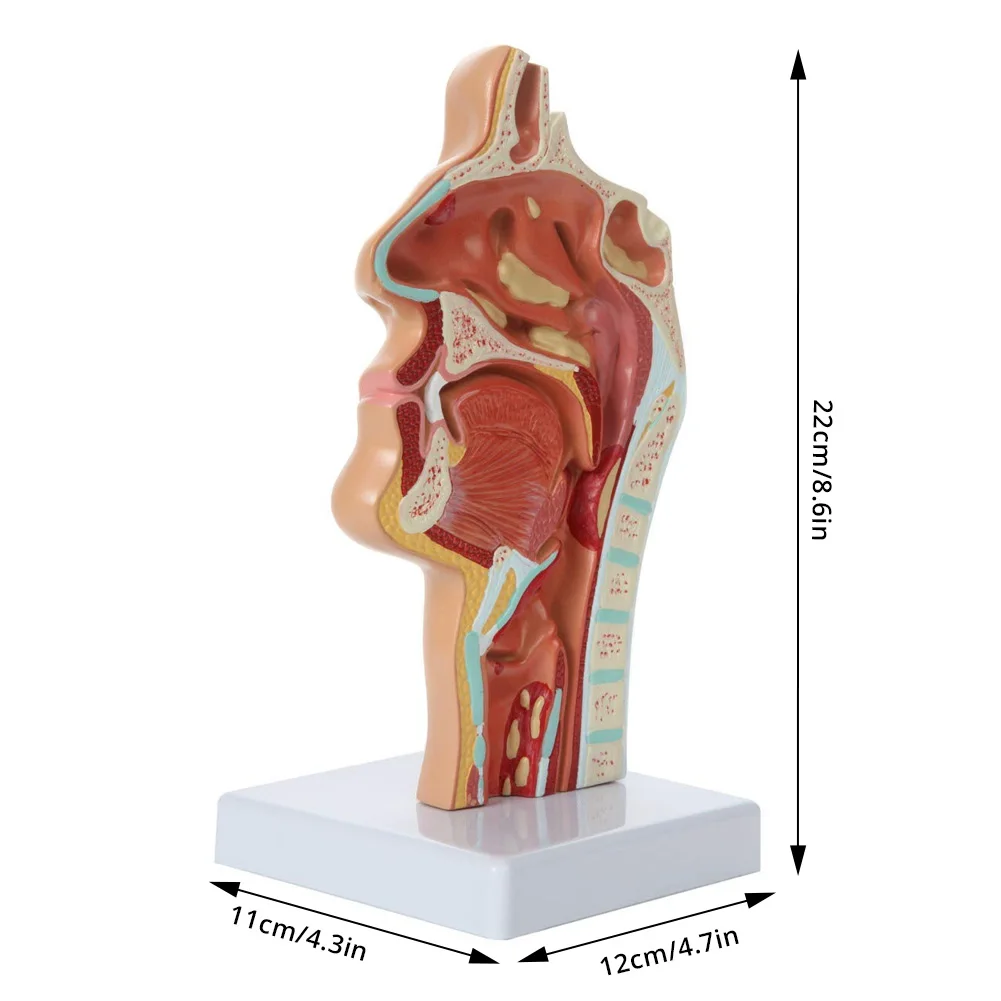 Медицинская анатомическая модель для лечения болезней ларинкса и фармацевтики