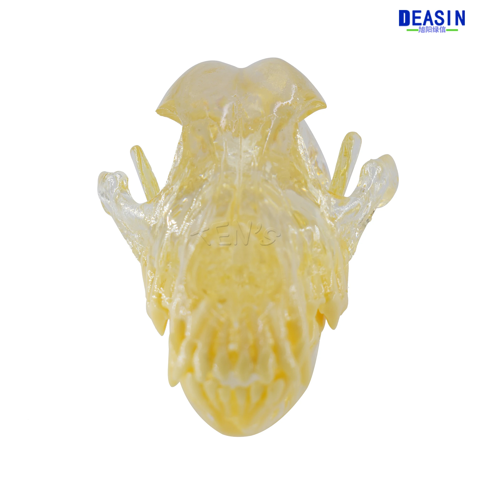 Модель зубов для собак 2017 Череп кость прозрачный раствор строгальный обучающий