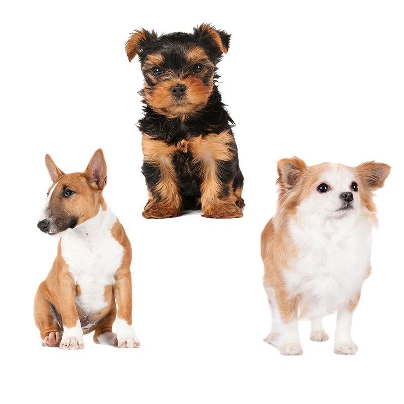 ΠΠ²ΡΠΎΠΌΠΎΠ±ΠΈΠ»ΡΠ½Π°Ρ Π²ΠΈΠ½ΠΈΠ»ΠΎΠ²Π°Ρ Π½Π°ΠΊΠ»Π΅ΠΉΠΊΠ° Three Ratels QD102 HD pixel Lovely little dog Π΄Π»Ρ ΠΊΠ°ΠΏΠΎΡΠ° Π°Π²ΡΠΎΠΌΠΎΠ±ΠΈΠ»Ρ Π½ΠΎΡΡΠ±ΡΠΊΠ° Π΄ΠΎΠΌΠ°ΡΠ½ΠΈΠΉ Π΄Π΅ΠΊΠΎΡ ΠΠ°ΡΡΠ΅Π½Π½Π°Ρ ΠΠ°ΠΊΠ»Π΅ΠΉΠΊΠ° ΠΠ»Ρ Π΄Π΅ΡΠ΅ΠΉ ΠΠΎΠ΄Π°ΡΠΎΡΠ½ΡΠ΅ Π½Π°ΠΊΠ»Π΅ΠΉΠΊΠΈ ΠΠ²ΡΠΎΠΌΠΎΠ±ΠΈΠ»ΡΠ½Π°Ρ Π²ΠΈΠ½ΠΈΠ»ΠΎΠ²Π°Ρ Π½Π°ΠΊΠ»Π΅ΠΉΠΊΠ° Three Ratels QD102 HD pixel Lovely little dog Π΄Π»Ρ ΠΊΠ°ΠΏΠΎΡΠ° Π°Π²ΡΠΎΠΌΠΎΠ±ΠΈΠ»Ρ Π½ΠΎΡΡΠ±ΡΠΊΠ° Π΄ΠΎΠΌΠ°ΡΠ½ΠΈΠΉ Π΄Π΅ΠΊΠΎΡ ΠΠ°ΡΡΠ΅Π½Π½Π°Ρ ΠΠ°ΠΊΠ»Π΅ΠΉΠΊΠ° ΠΠ»Ρ Π΄Π΅ΡΠ΅ΠΉ ΠΠΎΠ΄Π°ΡΠΎΡΠ½ΡΠ΅ Π½Π°ΠΊΠ»Π΅ΠΉΠΊΠΈ