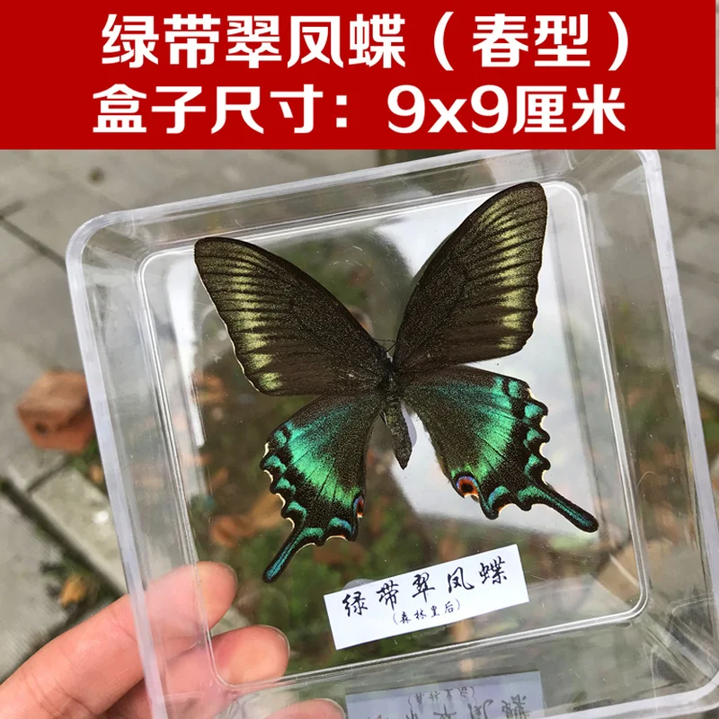 Real Butterfly Specimens Transparent Boxed Insects Spreading Wings Interior Decoration Ornaments Handmade Gifts | Дом и сад