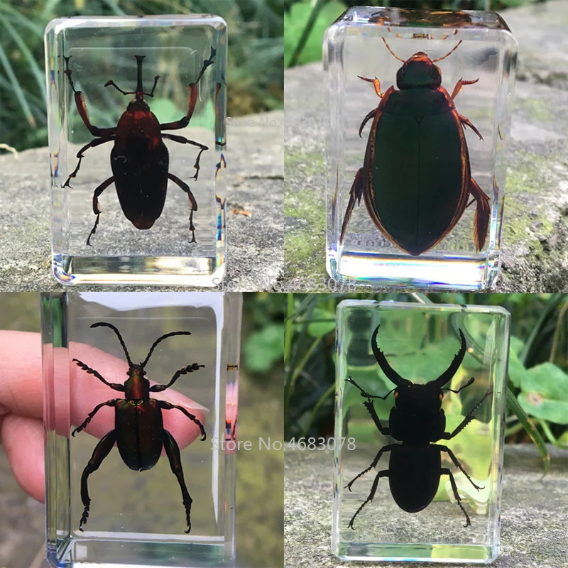 1 шт. бамбуковый образец Weevil Жук для дайвинга из прозрачной смолы обучающий