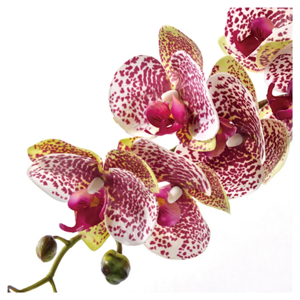 

Moth Orchid Flower Arrangment (5Pcs Orchid + 3Pcs Leaf) Real Touch Office Reception Dask Centeripiece Decoration ( NO Pot)