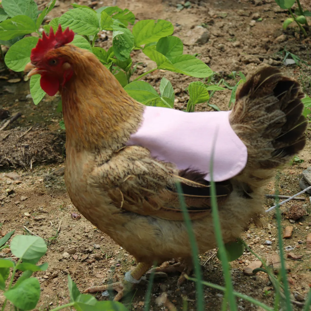 

Chicken Saddle Adjustable Pet Clothes Hen Apron Jacket Hen Saddle Dress Chicken Feather Protection Holder Poultry Accessories