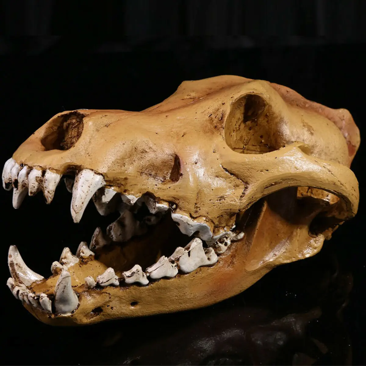 Lobo cr&aacute;neo modelo a escala 1:1 de resina decoraci&oacute;n Hogar Accesorios juguete decoraci&oacute;n de regalo f&oacute;sil de cr&aacute;neo esqueleto de la ense&ntilde;anza modelo decoraci&oacute;n para el hogar-0