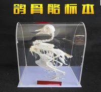 pigeon skeleton specimen skeleton model biological experiment demonstration teaching specimen 11 5x16 5cm