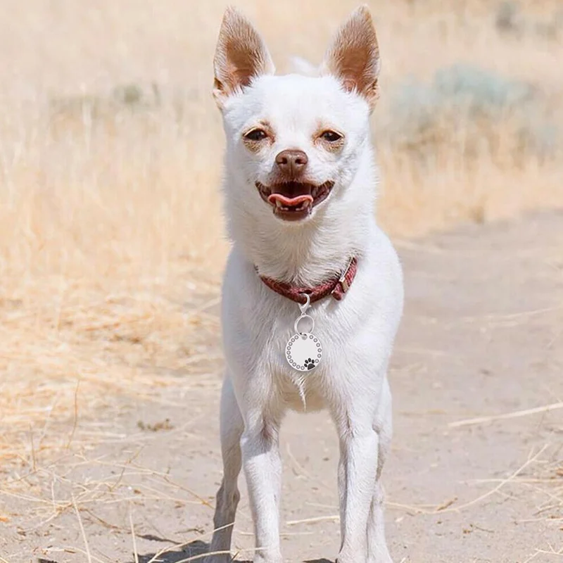 

Custom Cat ID Tag Personalized Cat Name Tag Pendant Collar Engraved Cats Kitten Name Plate Accessories Paw Round