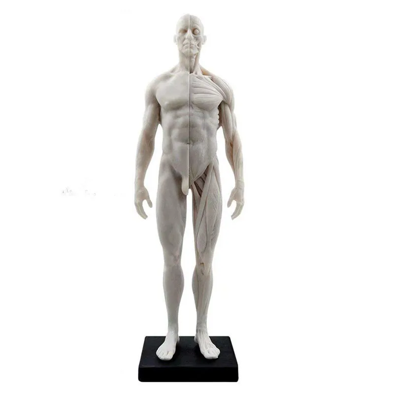 30 см анатомии человека модель анатомический Скелет мышц черепа Bone спецодежда