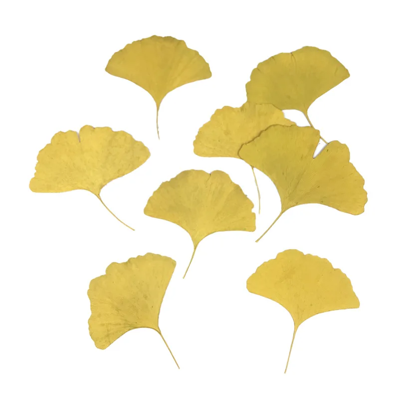 Настоящий цветок Ginkgo листья искусственная эпоксидная смола фоторамка с