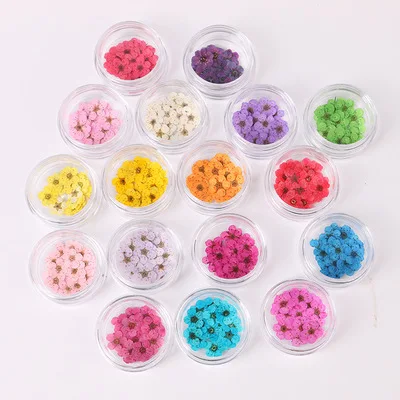 

20pcs Pressed Dried flowers Narcissus Plum Blossom Flower With Box For Epoxy Resin Jewelry Making Nail Art Craft DIY Accessories