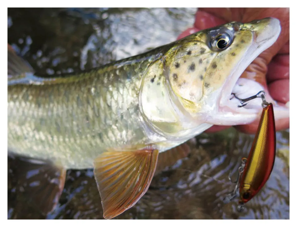 

LINNHUE Minnow 60mm 8.4g Fishing Lure Hard Bait 1pcs Bright Color Artificial Bait Wobblers Crankbait Fishing Tackle New Release